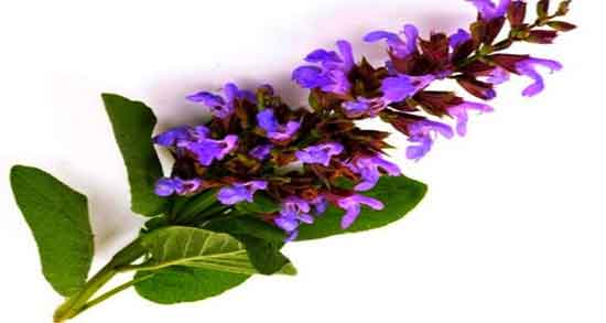 دمنوش مریم گلی پنبه ای ؛ فواید دمنوش مریم گلی پنبه ای برای اعصاب