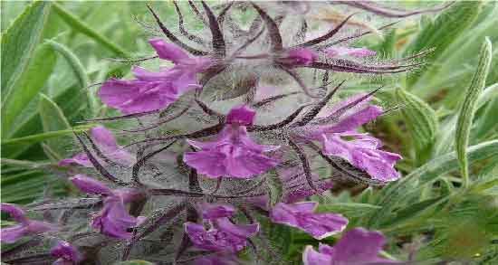 دمنوش چای کوهی در بارداری ؛ خواص و مضرات مصرف دمنوش چای کوهی در بارداری