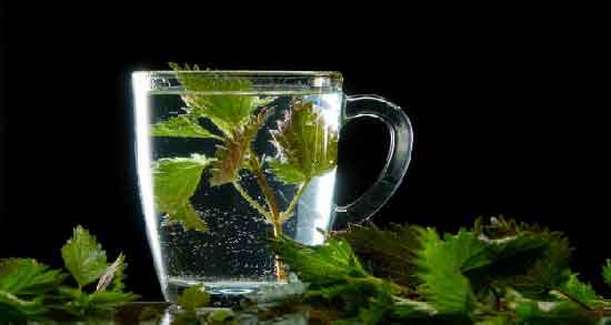 دمنوش گزنه برای دیابت و پیشگیری از ابتلا به دیابت با مصرف دمنوش گزنه دمنوش گزنه برای دیابت ؛ پیشگیری از ابتلا به دیابت با مصرف دمنوش گزنه