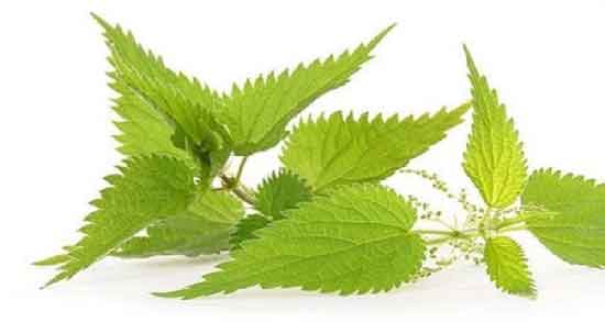 دمنوش گزنه برای پروستات ؛ پیشگیری از ابتلا به سرطان پروستات با مصرف دمنوش گزنه