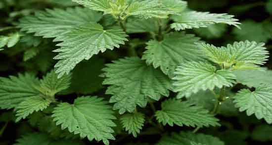 دمنوش گزنه برای چی خوبه و برای درمان کدام بیماری دمنوش گزنه مفید است دمنوش گزنه برای چی خوبه ؛ برای درمان کدام بیماری دمنوش گزنه مفید است