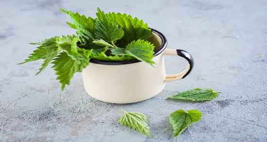 دمنوش گزنه برای چیست و آشنایی با خواص و کاربردهای دمنوش گزنه دمنوش گزنه