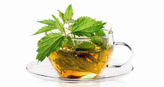 دمنوش گزنه برای کودکان ؛ خواص و مضرات مصرف دمنوش گزنه برای کودکان 