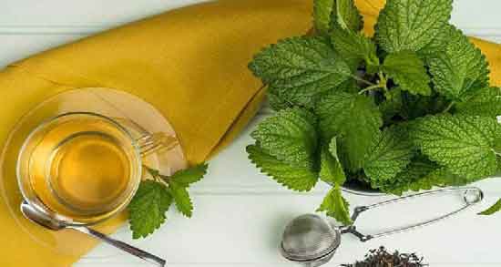 دمنوش گزنه در دوران بارداری و آیا زنان باردار می توانند دمنوش گزنه مصرف کنند؟ دمنوش گزنه در دوران بارداری ؛ آیا زنان باردار می توانند دمنوش گزنه مصرف کنند؟