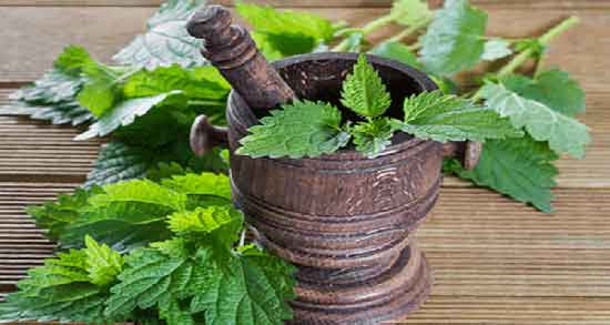 دمنوش گزنه در قاعدگی و فواید و مضرات مصرف دمنوش گزنه در قاعدگی دمنوش گزنه در قاعدگی ؛ فواید و مضرات مصرف دمنوش گزنه در قاعدگی