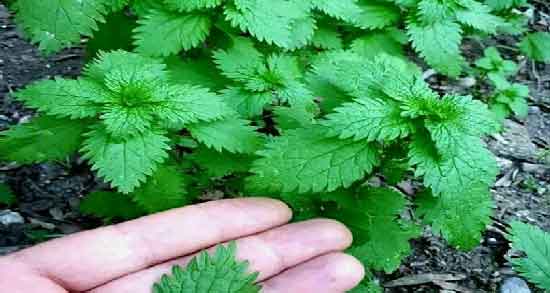 دمنوش گزنه و برگ زیتون و خاصیت دارویی مصرف دمنوش گزنه و برگ زیتون برای سلامتی دمنوش گزنه و برگ زیتون ؛ خاصیت دارویی مصرف دمنوش گزنه و برگ زیتون برای سلامتی