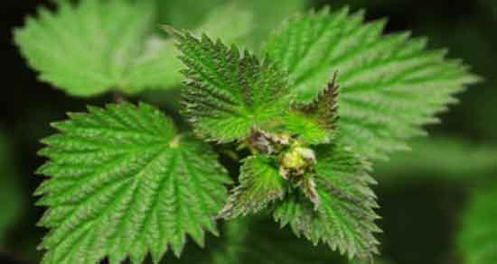 دمنوش گزنه و زنجبیل و پیشگیری از ابتلا به سرماخوردگی با مصرف دمنوش گزنه و زنجبیل دمنوش گزنه و زنجبیل ؛ پیشگیری از ابتلا به سرماخوردگی با مصرف دمنوش گزنه و زنجبیل