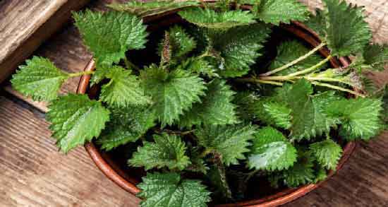 دمنوش گزنه و عناب ؛ آشنایی با فواید مصرف دمنوش گزنه و عناب