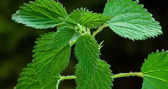 دمنوش گزنه و فشار خون ؛ تاثیر مصرف دمنوش گزنه برای فشار خون