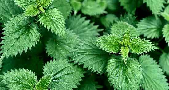 دمنوش گزنه و پونه و خاصیت دارویی مصرف دمنوش گزنه و پونه دمنوش گزنه و پونه ؛ خاصیت دارویی مصرف دمنوش گزنه و پونه