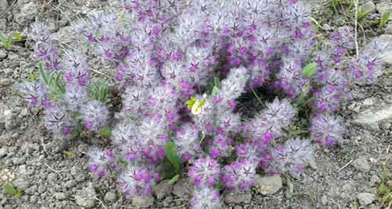 دمنوش گل کوفته ؛ ایا دمنوش گل کوفته برای جنین زنان باردار مضر است