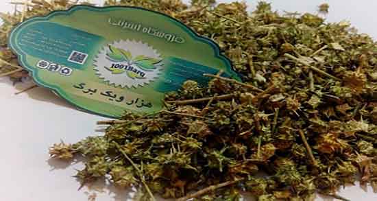 دمنوش گیاه خارخاسک ؛ خاصیت خوردن دمنوش گیاه خارخاسک چیه