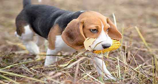 ذرت بو داده برای سگ و آیا سگ ها می توانند ذرت بو داده بخورند؟ ذرت بو داده برای سگ ؛ آیا سگ ها می توانند ذرت بو داده بخورند؟