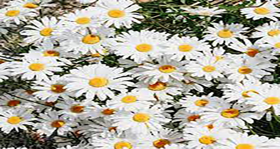 رنگ مو با بابونه و صابون و خاصیت رنگ کردن مو با بابونه و صابون چیست رنگ مو با بابونه و صابون ؛ خاصیت رنگ کردن مو با بابونه و صابون چیست