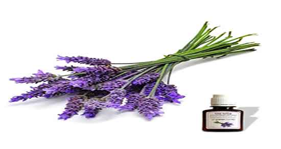 روغن اسطوخودوس برای شپش ؛ مصرف روغن اسطوخودوس برای شپش سر