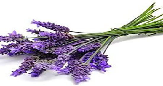 روغن اسطوخودوس برای مو ؛ خاصیت روغن اسطوخودوس برای موی سر