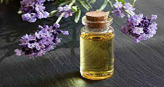 روغن اسطوخودوس و ریزش مو ؛ فواید روغن اسطوخودوس برای ریزش مو