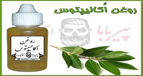 روغن اکالیپتوس از کجا بخریم ؛ روغن اکالیپتوس را از کجا تهیه کنیم بهتره