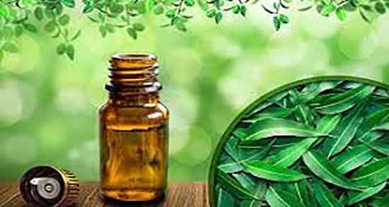 روغن اکالیپتوس برای رشد مو ؛ فواید روغن اکالیپتوس برای تقویت موی سر