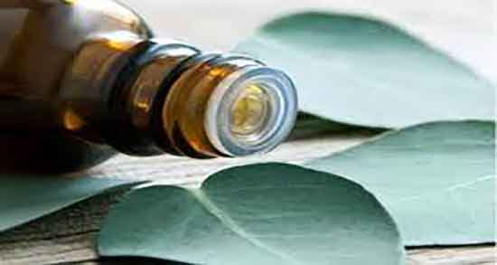 روغن اکالیپتوس برای ریش ؛ فواید مصرف روغن اکالیپتوس برای تقویت ریش