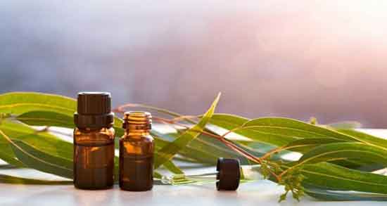 روغن اکالیپتوس برای سرفه ؛ خواص مصرف روغن اکالیپتوس برای گلو درد