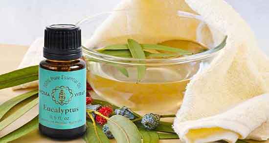 روغن اکالیپتوس برای چی خوبه ؛ خواص روغن اکالیپتوس در طب سنتی