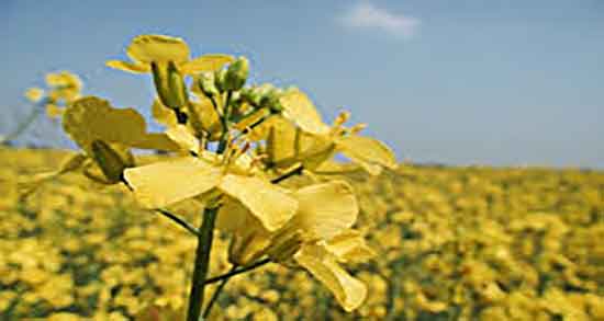 روغن خردل و نعوظ ؛ روغن خردل بهترین دارو برای نعوظ کامل اقایان