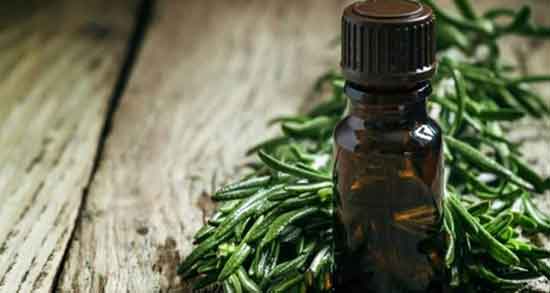 روغن درخت چای برای شپش ؛ شامپو روغن درخت چای برای شپش