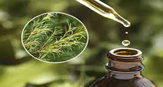 روغن درخت چای در بارداری ؛ تاثیر روغن درخت چای در دوران بارداری