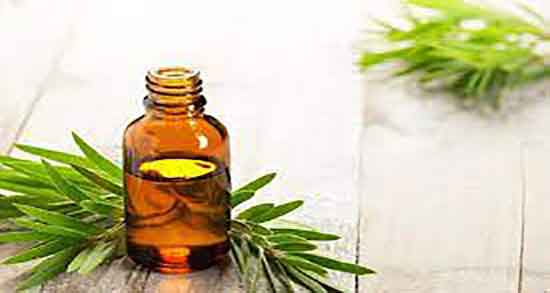 روغن درخت چای و ساس و خواص مصرف روغن درخت چای و ساس روغن درخت چای و ساس ؛ خواص مصرف روغن درخت چای و ساس