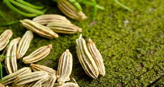 روغن رازیانه برای چروک صورت ؛ کاهش چین و چروک پوست با مصرف روغن رازیانه