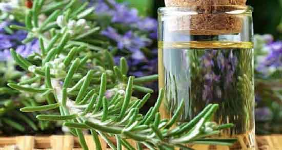 روغن رزماری در شیردهی ؛ خواص و مضرات استفاده از روغن رزماری برای شیر مادر