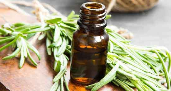 روغن رزماری و سفیدی مو و جلوگیری و درمان سفیدی مو با روغن رزماری روغن رزماری و سفیدی مو ؛ جلوگیری و درمان سفیدی مو با روغن رزماری