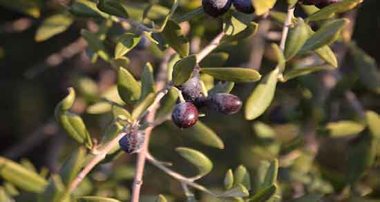روغن زیتون وحشی چیست ؛ خواص مصرف روغن زیتون وحشی تبریزیان