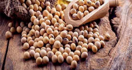 روغن سویا برای مو ؛ تقویت و رشد موی سر با مصرف روغن سویا تازه