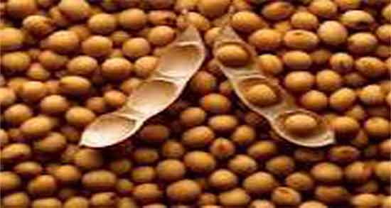 روغن سویا و پوست ؛ ایا مصرف روغن سویا برای پوست صورت مفیده