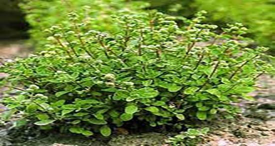 روغن مرزنجوش برای مغز ؛ مصرف روغن مرزنجوش برای تقویت حافظه
