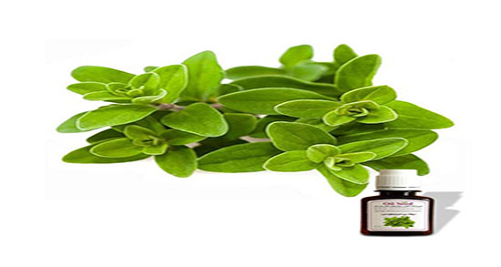 روغن مرزنجوش تبریزیان ؛ خاصیت روغن مرزنجوش از نظر دکتر تبریزیان