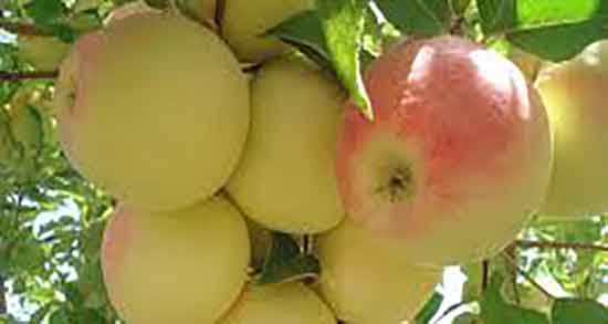 رژیم سیب درختی ؛ ایا برای چربی سوزی رژیم سیب درختی تاثیر دارد