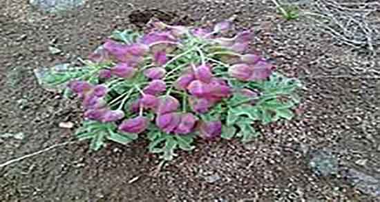 ریشه سنبل الطیب برای گربه و طریقه مصرف سنبل الطیب برای بچه گربه ریشه سنبل الطیب برای گربه ؛ طریقه مصرف سنبل الطیب برای بچه گربه