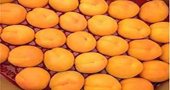 زردآلو برای دیابت ؛ ایا استفاده از زردالو برای قند خون زنان باردار مفیده