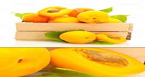 زردآلو برای زخم معده و درمان زخم معده با مصرف روزانه سه عدد زردالو زردآلو برای زخم معده ؛ درمان زخم معده با مصرف روزانه سه عدد زردالو