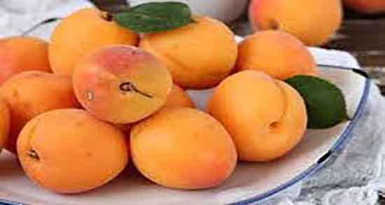 زردآلو برای سگ و ایا میتوان به سگ ها زردالو تازه و هسته ان را داد زردآلو برای سگ ؛ ایا میتوان به سگ ها زردالو تازه و هسته ان را داد