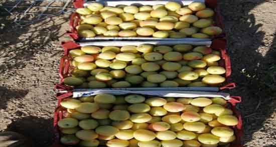 زردآلو برای معده ؛ ایا خوردن زردالو تازه برای تقویت بدن مفید است