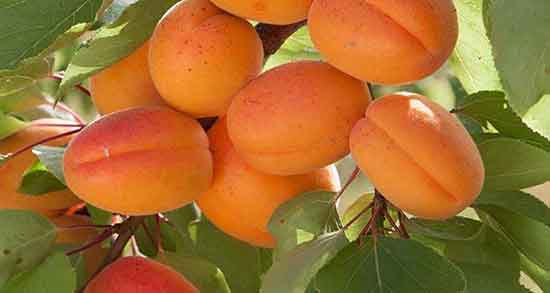 زردآلو برای یبوست و خواص برگه زردآلو برای درمان یبوست کودکان زردآلو برای یبوست ؛ خواص برگه زردآلو برای درمان یبوست کودکان