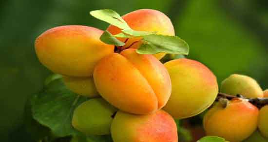 زردآلو و دیابت ؛ استفاده از پر زردالو برای کنترل قند خون زنان باردار