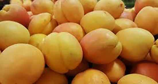 زردآلو و سنگ کلیه و خاصیت پر زردالو خیس برای دفع سنگ کلیه زردآلو و سنگ کلیه ؛ خاصیت پر زردالو خیس برای دفع سنگ کلیه