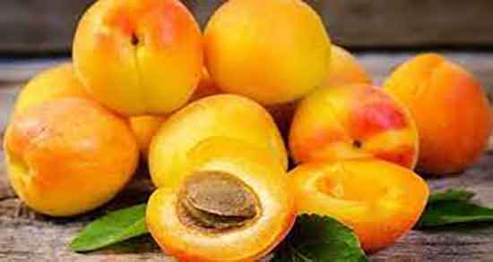 زردآلو و کرونا و خاصیت مصرف زردالو برای جلوگیری از ویروس کرونا زردآلو و کرونا ؛ خاصیت مصرف زردالو برای جلوگیری از ویروس کرونا