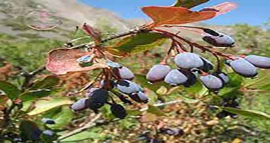 زرشک سیاه برای غلظت خون ؛ خواص زرشک کوهی برای غلظت خون