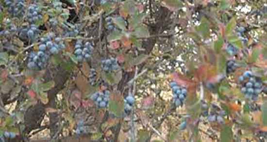 زرشک سیاه برای لاغری ؛ دمنوش زرشک سیاه برای لاغری شکم و پهلو